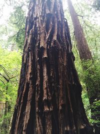 Low angle view of tree trunk in forest