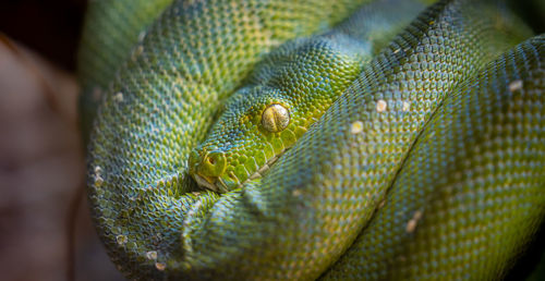 Close-up of green leaves