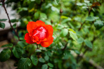 Close-up of red rose