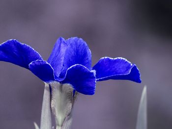 Close-up of purple iris flower