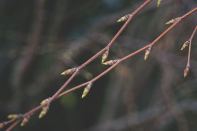 Close-up of leaves on branch