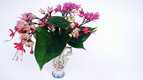 Low angle view of red flowers against white background