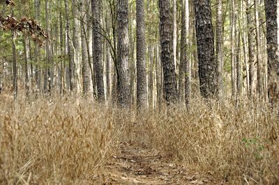 Scenic view of forest