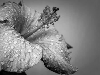 Close-up of wet flower on rainy day