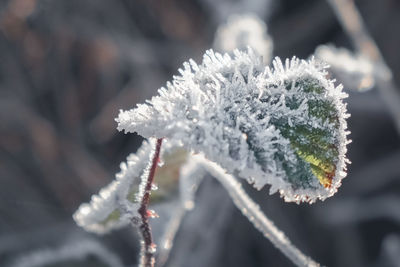 Close-up of frozen plant