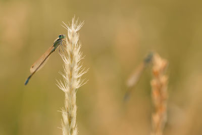 Close-up of dragon fly on plant