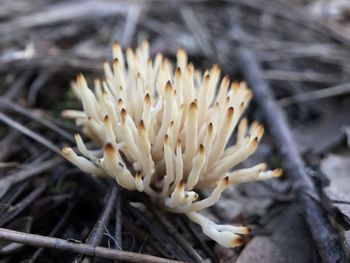 Close-up of white flowering plants on field