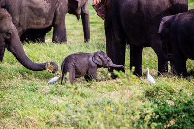 Elephants in a field with baby elephant