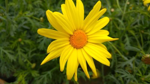 Close-up of yellow flower