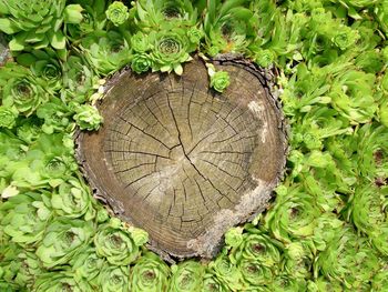 High angle view of tree stump in forest