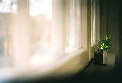 View of trees through window