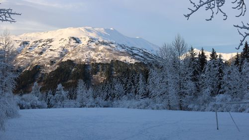Trees on snow covered landscape against sky