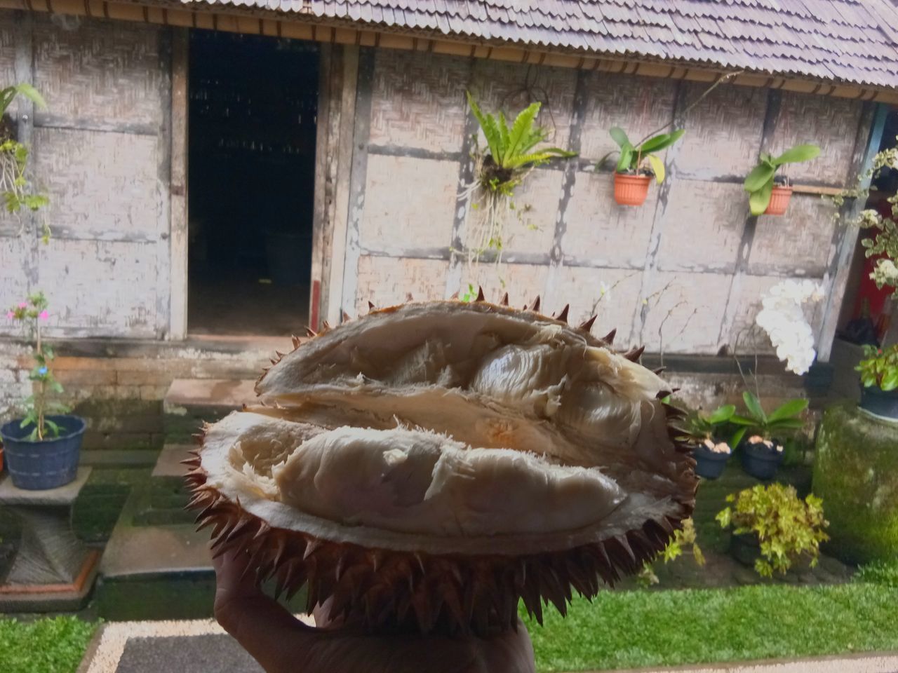 PERSON HOLDING ICE CREAM BY PLANT AGAINST BUILDING