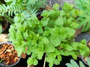 High angle view of potted plants