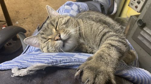 Cat sleeping in a bed