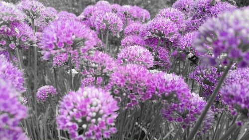 Close-up of insect on purple flowering plants