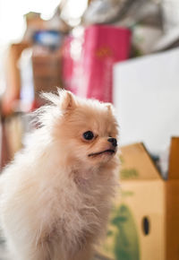 Close-up of a dog looking away