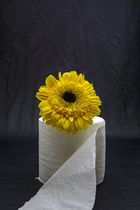 Close-up of yellow daisy flower on table