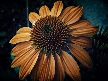 Close-up of flower over black background