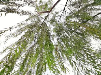 Low angle view of pine tree against sky