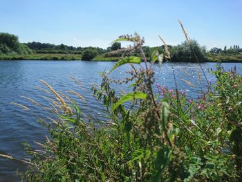 Scenic view of river against clear sky