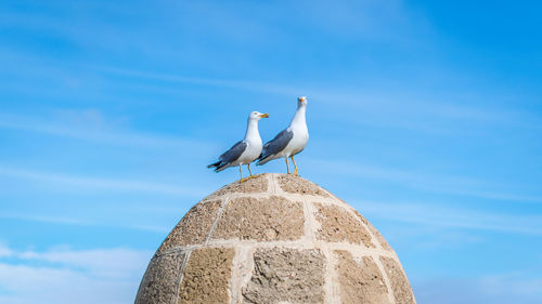 Low angle view of seagull perching on wall