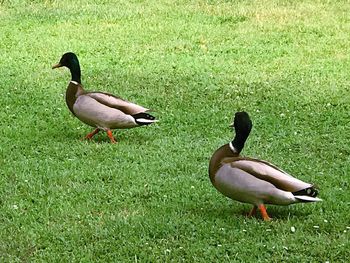 Ducks on a field