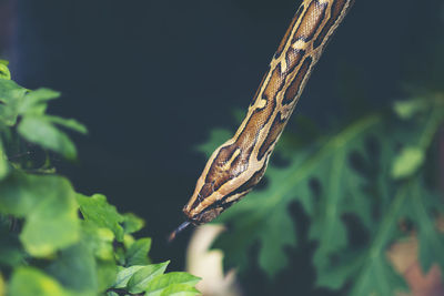 Close-up of butterfly on leaves