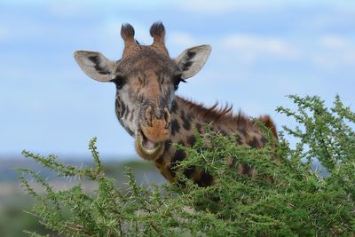 Low angle view of giraffe on field against sky