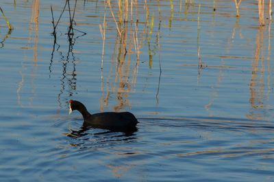 Black swan swimming on lake