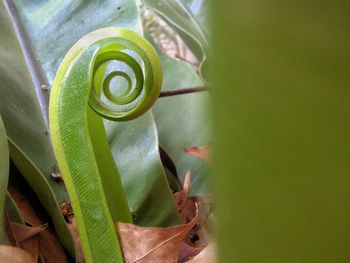 Close-up of green plant