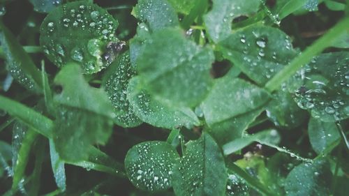 Close-up of water drops on leaves