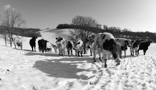 Group of horses on snow covered field