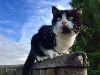 Close-up of cat sitting railing against sky