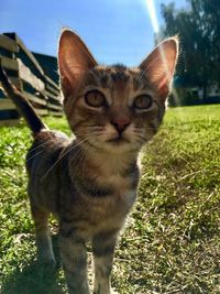 Portrait of tabby cat on field