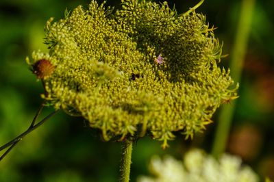 Close-up of plant