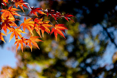 Low angle view of maple leaves on tree