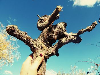 Low angle view of woman hand holding tree against blue sky