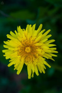 Close-up of yellow flower