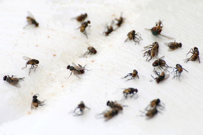 High angle view of bee