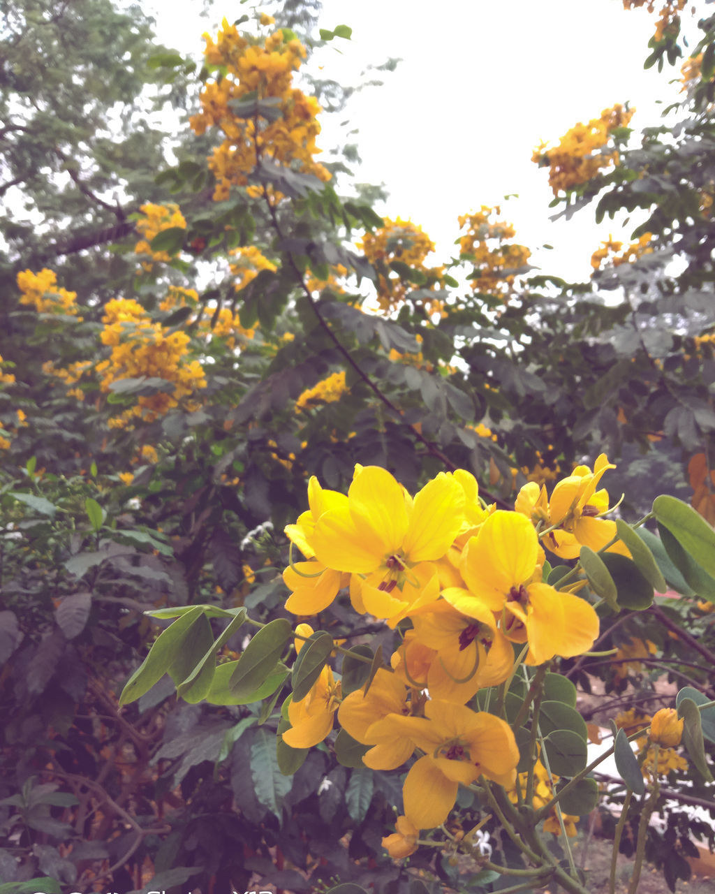 CLOSE-UP OF YELLOW FLOWERING PLANTS AGAINST TREES