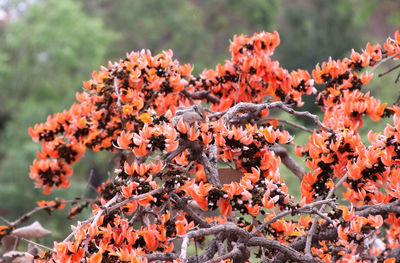 Close-up of orange flowers blooming on tree