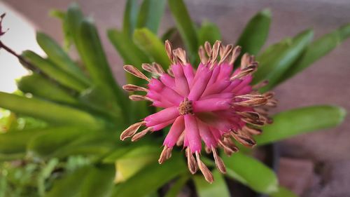 Close-up of pink flower growing outdoors