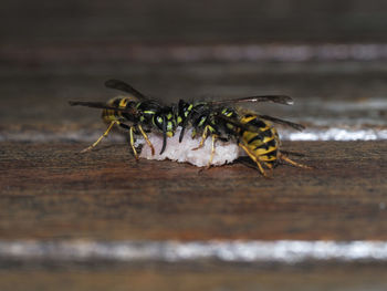Close-up of insect on wood