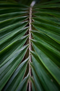 Full frame shot of leaf