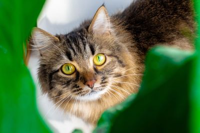 Brown domestic siberian cat through green leaves of domestic plants. cat and plants. 
