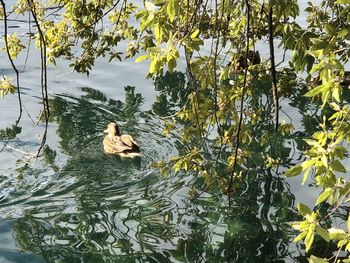 Bird swimming in a lake