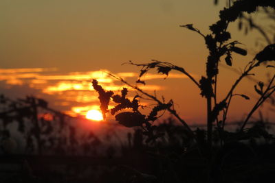 Silhouette plants against sky during sunset