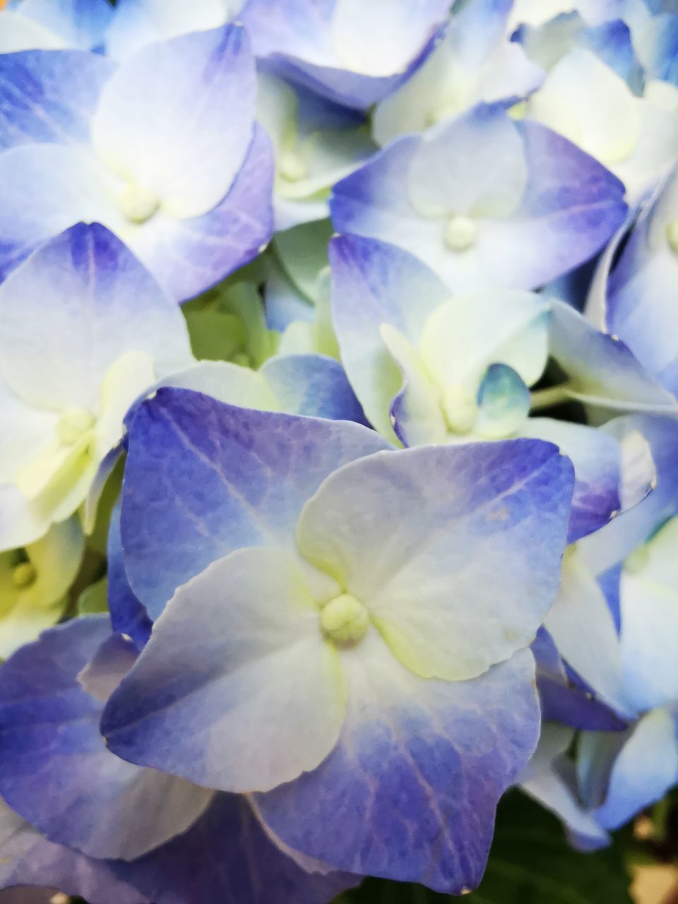 CLOSE-UP OF PURPLE HYDRANGEAS