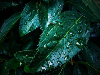Close-up of wet plant leaves during rainy season